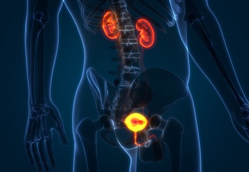 3D-illustration-of-a-human-urinary-system,-kidneys-with-bladder 3D-illustration-of-a-human-urinary-system,-kidneys-with-bladder