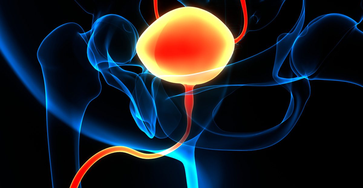 Concept-of-human-urinary-system-and-bladder-anatomy Concept-of-human-urinary-system-and-bladder-anatomy