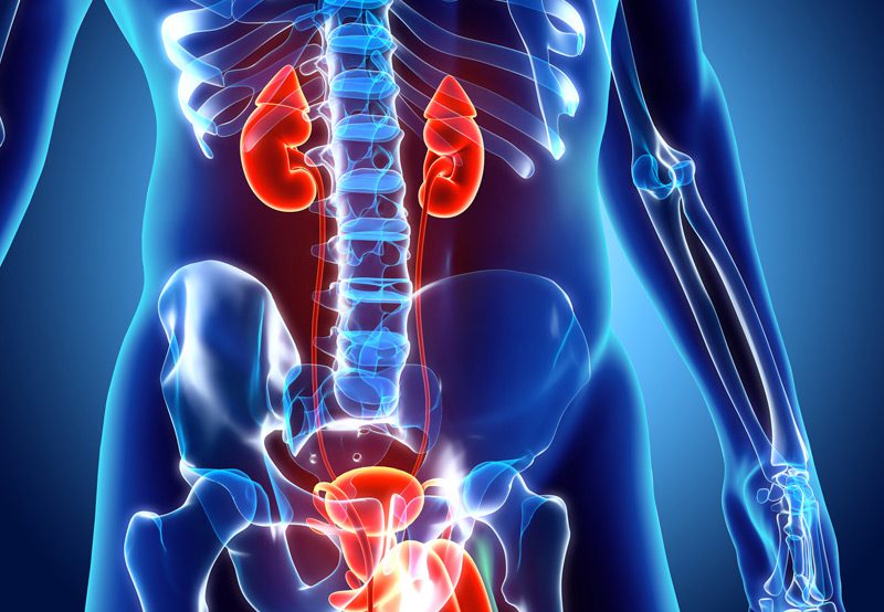 Detailed-illustration-of-the-urinary-system