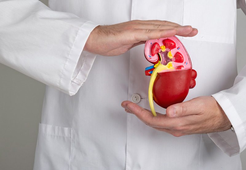 Doctor-hands-holding-kidneys-shape-medical-concept Doctor-hands-holding-kidneys-shape-medical-concept