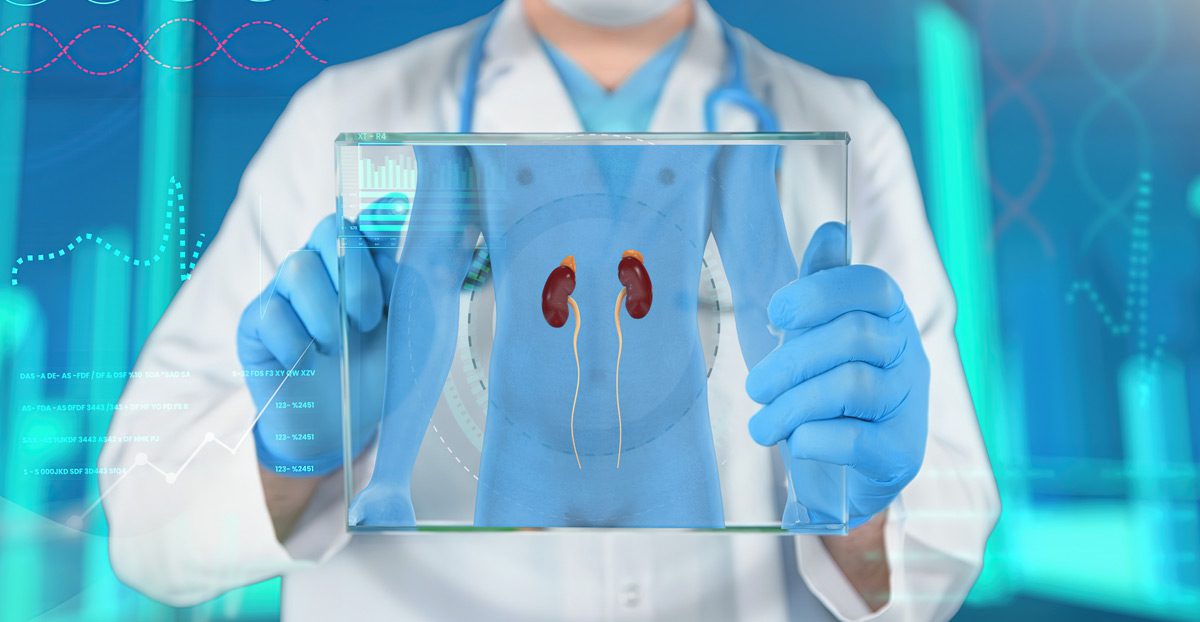 Doctor-holding-glass-slide-showing-a-kidney-concept Doctor-holding-glass-slide-showing-a-kidney-concept