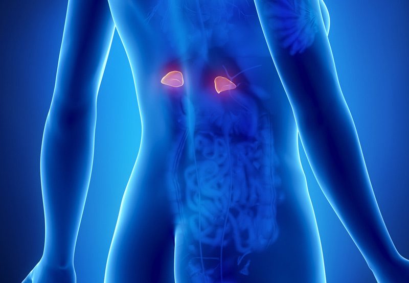 Graphic-of-a-female-showing-the-adrenal-glands