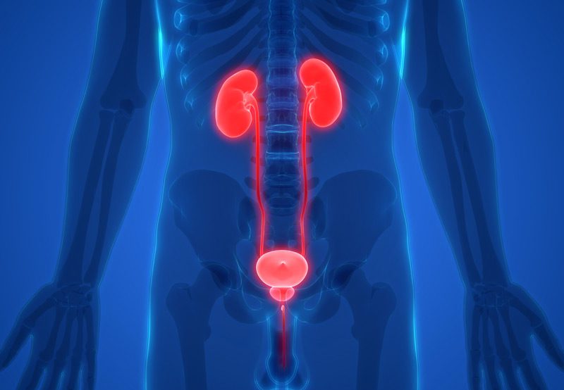 Human-body-internal-organs-anatomy Human-body-internal-organs-anatomy