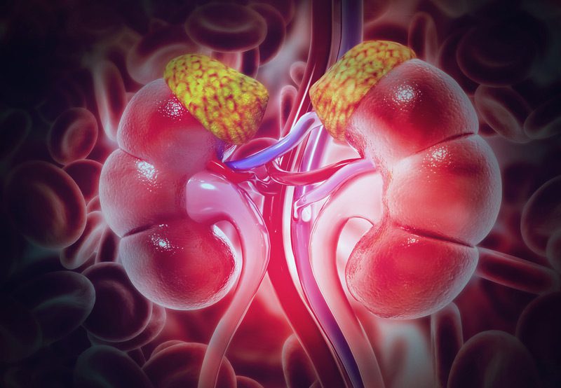 Human-kidney-and-adrenal-glands-on-scientific-background Human-kidney-and-adrenal-glands-on-scientific-background