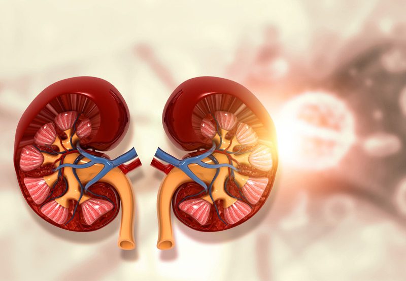 Human-kidney-cross-section-anatomy Human-kidney-cross-section-anatomy