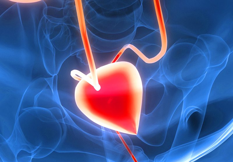 Human-urinary-system-bladder-anatomy Human-urinary-system-bladder-anatomy