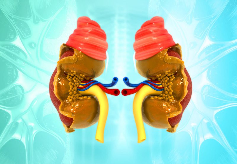 Illustration-of-human-urinary-system