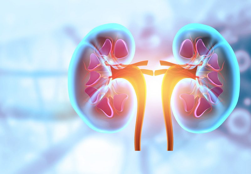 Illustration-of-kidney-anatomy