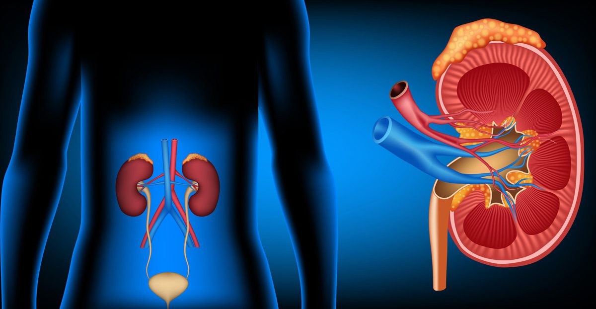 Illustration-of-retroperitoneal-anatomy-showing-kidneys Illustration-of-retroperitoneal-anatomy-showing-kidneys