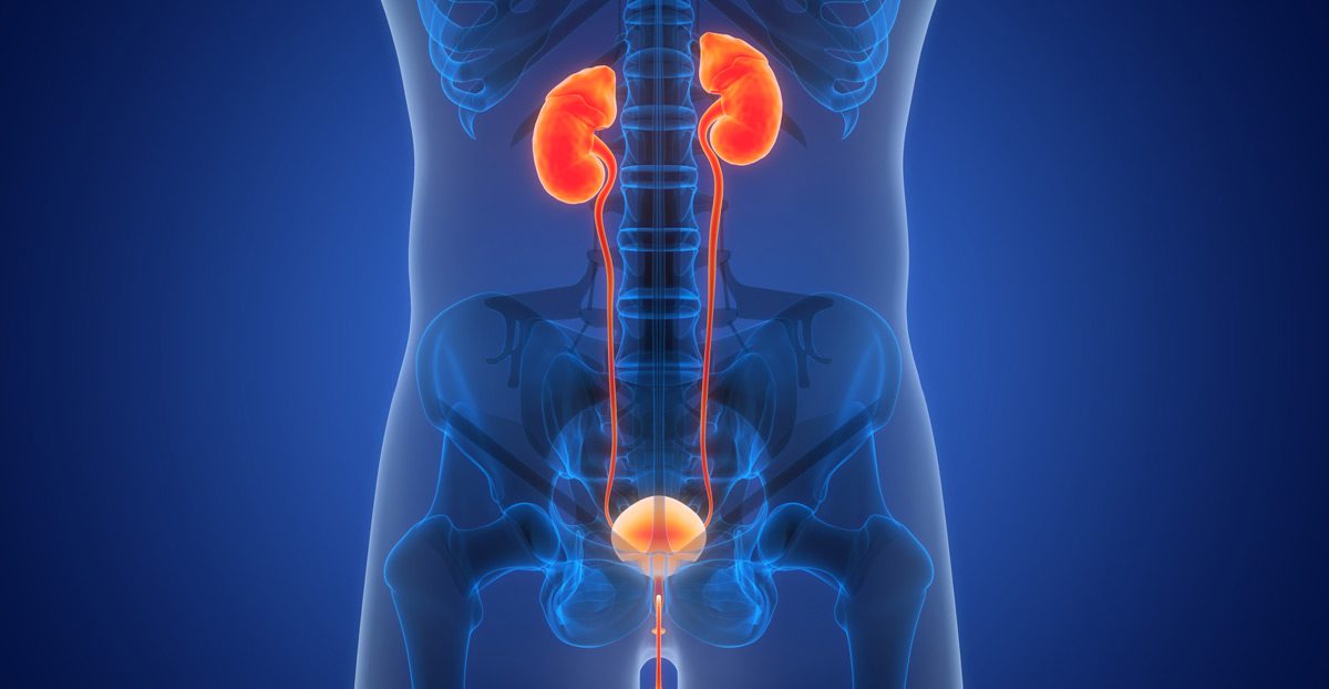 Illustration-of-urinary-system Illustration-of-urinary-system