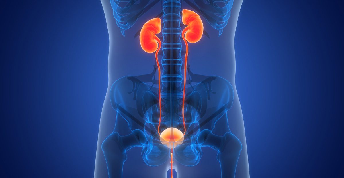 Illustration-of-urinary-system Illustration-of-urinary-system
