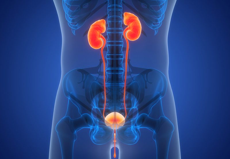 Illustration-of-urinary-system Illustration-of-urinary-system