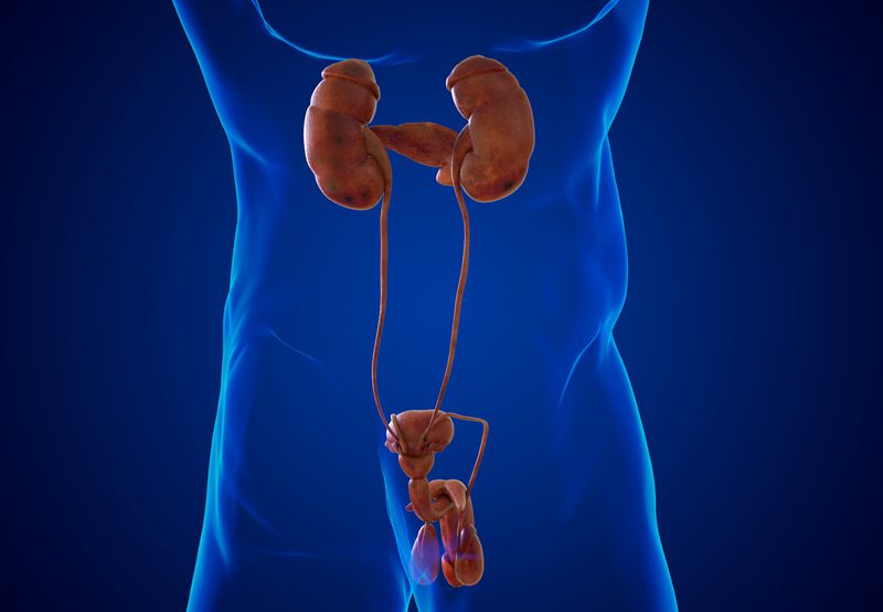 Illustration-of-urine-backflow-from-bladder-to-kidneys Illustration-of-urine-backflow-from-bladder-to-kidneys