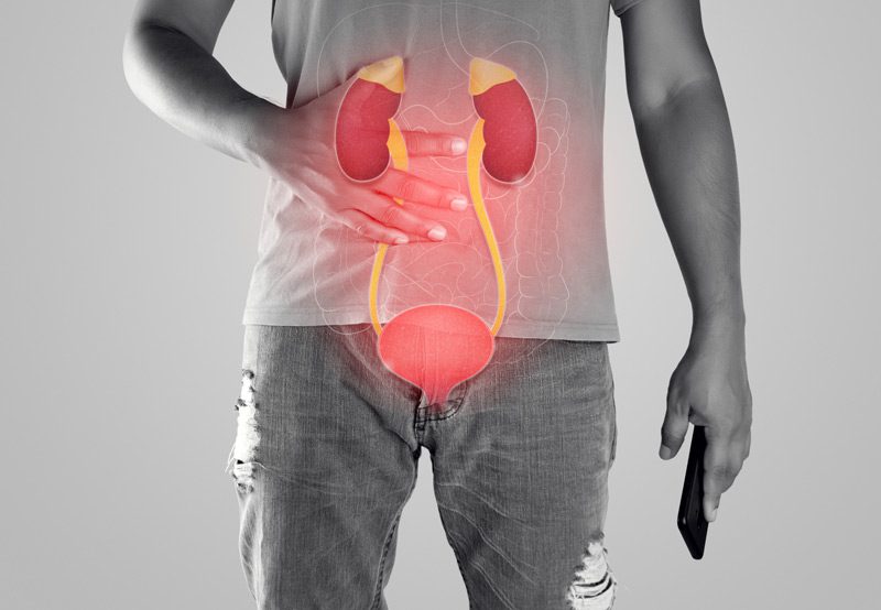 Kidney-and-urethra-illustration-on-the-men-body Kidney-and-urethra-illustration-on-the-men-body