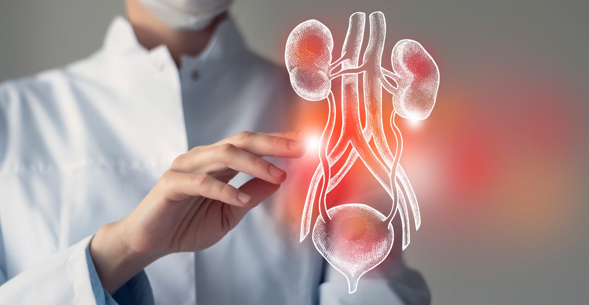 Medical-illustration-of-human-urinary-system