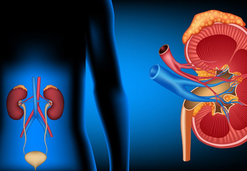 Medical-illustration-of-kidney-and-ureter-anatomy