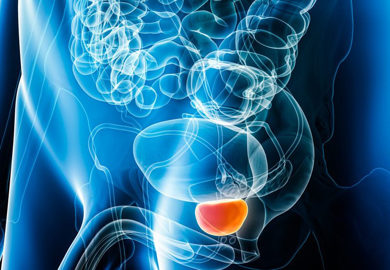 Medical-illustration-of-the-prostate-gland