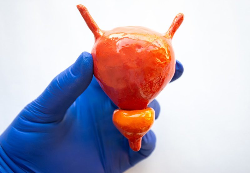 Realistic-anatomical-model-of-urine-bladder