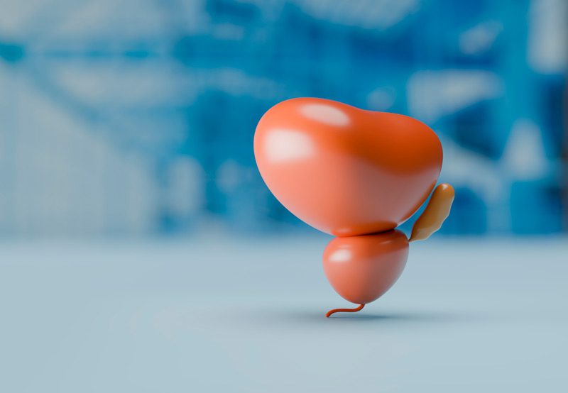 Rendered-model-of-a-prostate-and-bladder
