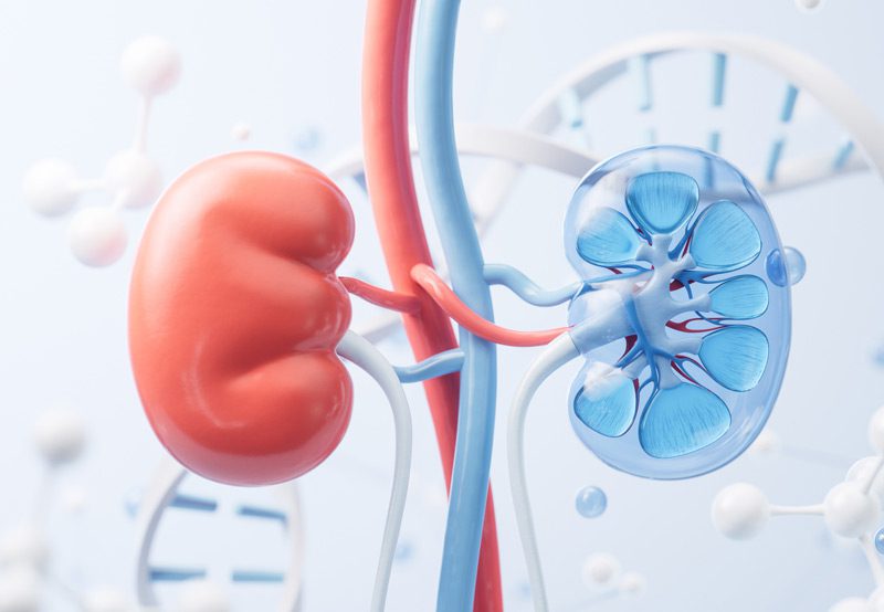 Rendering-of-kidney-anatomy Rendering-of-kidney-anatomy
