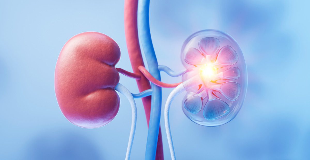 Rendering-of-kidney-anatomy Rendering-of-kidney-anatomy