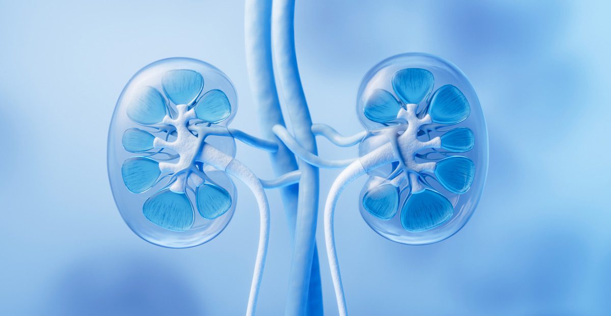 Rendering-of-kidneys-and-ureters