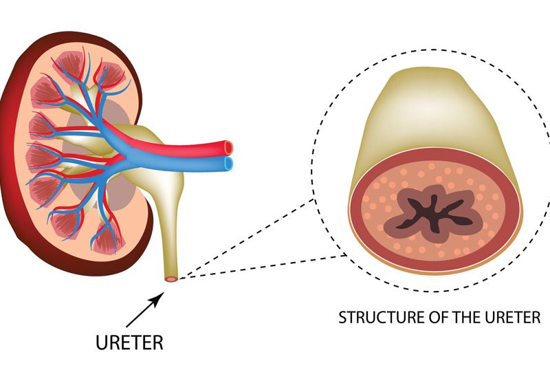 Structure-of-the-ureter-and-kidneys Structure-of-the-ureter-and-kidneys