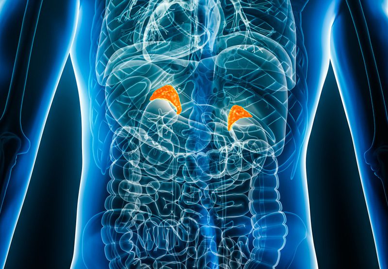 Suprarenal-glands-3D-rendering-illustration-back-view-of-male Suprarenal-glands-3D-rendering-illustration-back-view-of-male