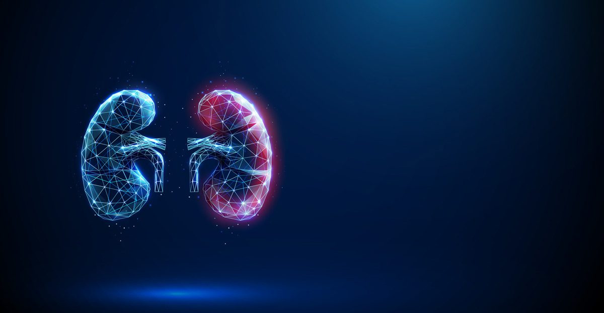 Vector-illustration-of-kidneys Vector-illustration-of-kidneys