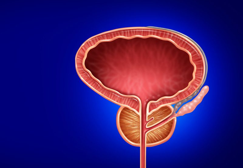 illustration-of-bladder-with-prostate illustration-of-bladder-with-prostate